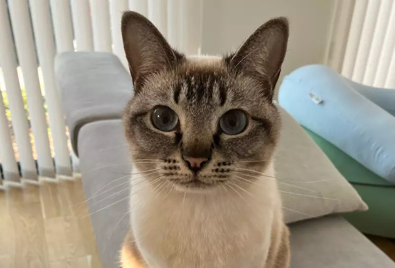 美國作家發現《看臉就能認出日本貓》飼主們紛紛貼出愛貓讓他鑑定了