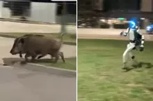 【豬突猛進】在波蘭出現追趕野豬的機器人，野豬表示:有個糟糕的傢伙過來了，塊陶啊