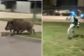 【豬突猛進】在波蘭出現追趕野豬的機器人，野豬表示:有個糟糕的傢伙過來了，塊陶啊