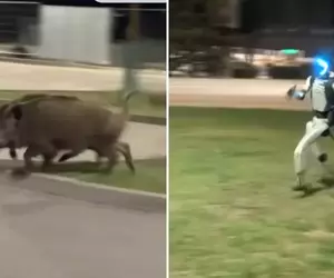 【豬突猛進】在波蘭出現追趕野豬的機器人，野豬表示:有個糟糕的傢伙過來了，塊陶啊