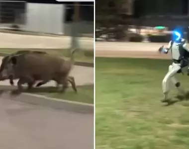 【豬突猛進】在波蘭出現追趕野豬的機器人，野豬表示:有個糟糕的傢伙過來了，塊陶啊