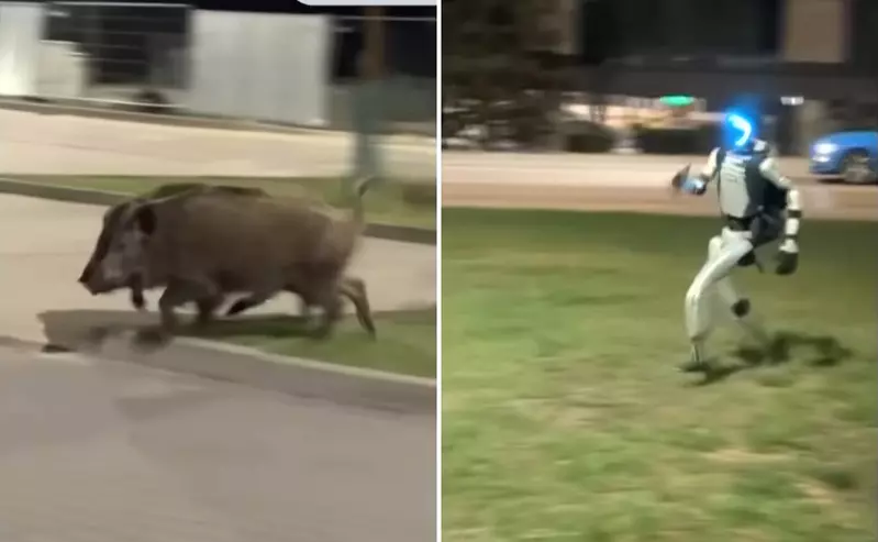【豬突猛進】在波蘭出現追趕野豬的機器人，野豬表示:有個糟糕的傢伙過來了，塊陶啊