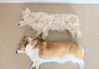 柯基犬飼主的心情反饋，如果你努力勤奮的刷毛，那麼回報你的就是家裡多出一條狗