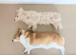 柯基犬飼主的心情反饋，如果你努力勤奮的刷毛，那麼回報你的就是家裡多出一條狗
