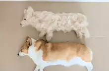 柯基犬飼主的心情反饋，如果你努力勤奮的刷毛，那麼回報你的就是家裡多出一條狗