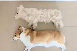 柯基犬飼主的心情反饋，如果你努力勤奮的刷毛，那麼回報你的就是家裡多出一條狗