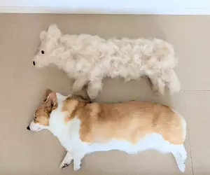 柯基犬飼主的心情反饋，如果你努力勤奮的刷毛，那麼回報你的就是家裡多出一條狗