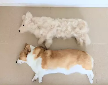 柯基犬飼主的心情反饋，如果你努力勤奮的刷毛，那麼回報你的就是家裡多出一條狗