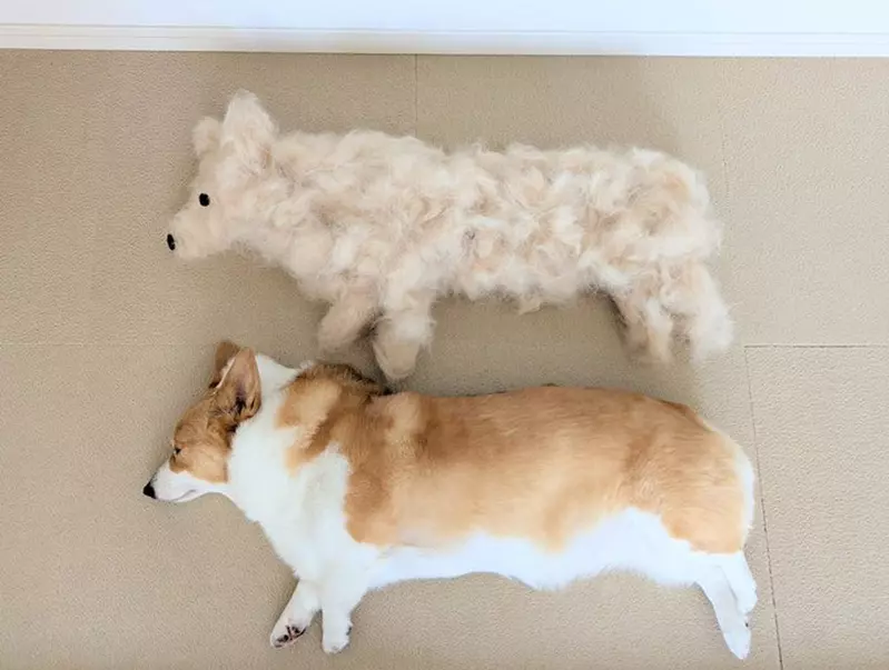 柯基犬飼主的心情反饋，如果你努力勤奮的刷毛，那麼回報你的就是家裡多出一條狗