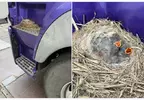 在卡車上面築巢的有趣光景 司機大哥表示:車開一輩子還真沒見過這種事