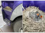 在卡車上面築巢的有趣光景 司機大哥表示:車開一輩子還真沒見過這種事