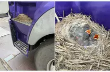 在卡車上面築巢的有趣光景 司機大哥表示:車開一輩子還真沒見過這種事