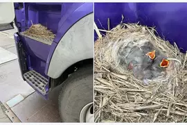 在卡車上面築巢的有趣光景 司機大哥表示:車開一輩子還真沒見過這種事
