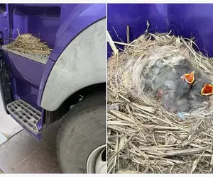 在卡車上面築巢的有趣光景 司機大哥表示:車開一輩子還真沒見過這種事