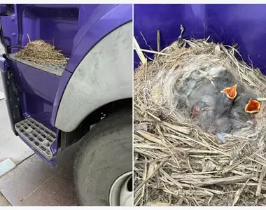 在卡車上面築巢的有趣光景 司機大哥表示:車開一輩子還真沒見過這種事