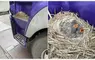 在卡車上面築巢的有趣光景 司機大哥表示:車開一輩子還真沒見過這種事