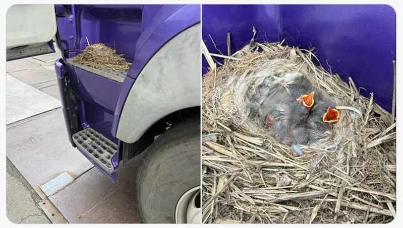 在卡車上面築巢的有趣光景 司機大哥表示:車開一輩子還真沒見過這種事