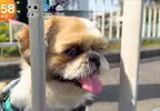 《超愛電車的西施犬》每天散步都要看到電車才滿足 電車經過還會瘋狂轉圈圈