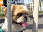 《超愛電車的西施犬》每天散步都要看到電車才滿足 電車經過還會瘋狂轉圈圈