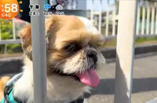 《超愛電車的西施犬》每天散步都要看到電車才滿足 電車經過還會瘋狂轉圈圈