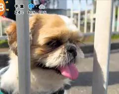 《超愛電車的西施犬》每天散步都要看到電車才滿足 電車經過還會瘋狂轉圈圈