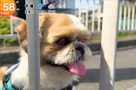 《超愛電車的西施犬》每天散步都要看到電車才滿足 電車經過還會瘋狂轉圈圈