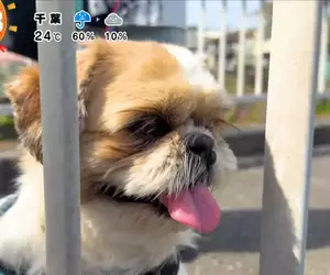 《超愛電車的西施犬》每天散步都要看到電車才滿足 電車經過還會瘋狂轉圈圈