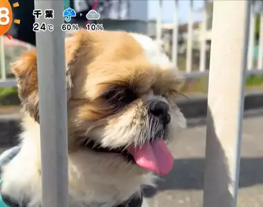 《超愛電車的西施犬》每天散步都要看到電車才滿足 電車經過還會瘋狂轉圈圈