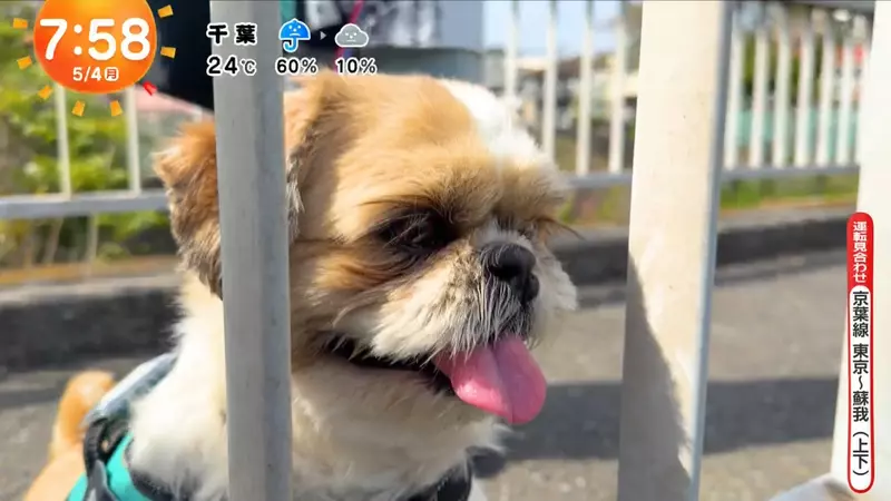 《超愛電車的西施犬》每天散步都要看到電車才滿足 電車經過還會瘋狂轉圈圈