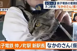 銚子電鐵《新貓咪站長上任》該不該拿掉名字裡的（暫定）成了下一個議題