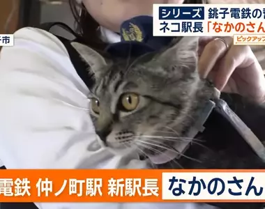 銚子電鐵《新貓咪站長上任》該不該拿掉名字裡的（暫定）成了下一個議題