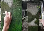 透過刮擦苔蘚來創作風景畫 不是高壓水槍而是透過刀片去一刀刀刻劃出藝術的深度