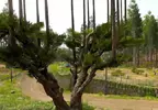 《極限競速 地平線6》玩家質疑樹木建模有BUG？原來是日本特有的台杉
