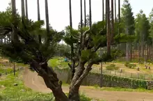 《極限競速 地平線6》玩家質疑樹木建模有BUG？原來是日本特有的台杉