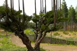《極限競速 地平線6》玩家質疑樹木建模有BUG？原來是日本特有的台杉