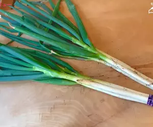 網友分享新穎的家庭菜園種植法 直接在水泥磚的洞裡種蔥會怎樣？