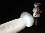 微型攝影師靈光一閃《大根的芙莉蓮》用白蘿蔔替代魔法大砲也超適合