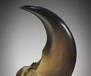 網友分享《用電動美甲機打磨拋光的黑熊爪》越覺得它漂亮就越感受到當中的恐怖(怕)