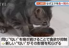 日本研究《貓咪為什麼飼料都吃剩》其實跟氣味一成不變有關係？