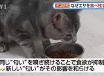 日本研究《貓咪為什麼飼料都吃剩》其實跟氣味一成不變有關係？