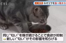 日本研究《貓咪為什麼飼料都吃剩》其實跟氣味一成不變有關係？