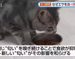 日本研究《貓咪為什麼飼料都吃剩》其實跟氣味一成不變有關係？