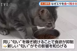 日本研究《貓咪為什麼飼料都吃剩》其實跟氣味一成不變有關係？