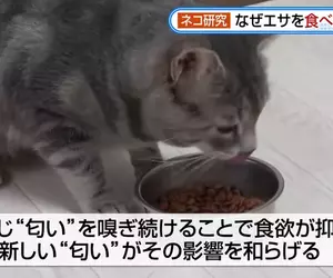 日本研究《貓咪為什麼飼料都吃剩》其實跟氣味一成不變有關係？