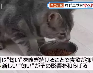 日本研究《貓咪為什麼飼料都吃剩》其實跟氣味一成不變有關係？