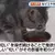 日本研究《貓咪為什麼飼料都吃剩》其實跟氣味一成不變有關係？