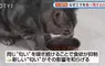 日本研究《貓咪為什麼飼料都吃剩》其實跟氣味一成不變有關係？