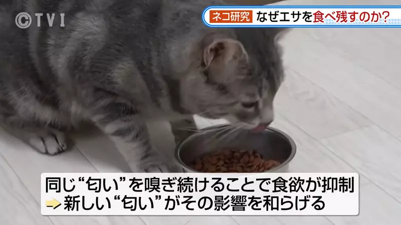 日本研究《貓咪為什麼飼料都吃剩》其實跟氣味一成不變有關係？
