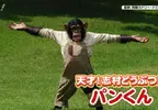 曾經在《志村動物園》爆紅的黑猩猩小龐 時隔６年與劇組重逢不忘尋找志村健身影……