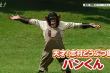 曾經在《志村動物園》爆紅的黑猩猩小龐 時隔６年與劇組重逢不忘尋找志村健身影……